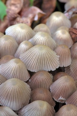 Küçük mantarlar Coprinellus yeşil yosun içinde yayılır. Coprinellus yaygın olarak peri mürekkebi ya da yeşil yosunlu asker parçacıklı kapağı olarak bilinir. 