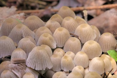 Küçük mantarlar Coprinellus yeşil yosun içinde yayılır. Coprinellus yaygın olarak peri mürekkebi ya da yeşil yosunlu asker parçacıklı kapağı olarak bilinir. 