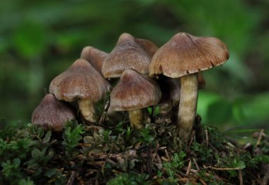Yerdeki Cortinarius mantarları. Cortinarius 'un ormandaki son derece zehirli ağ kapağı..