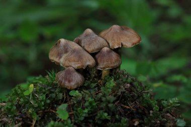 Yerdeki Cortinarius mantarları. Cortinarius 'un ormandaki son derece zehirli ağ kapağı..
