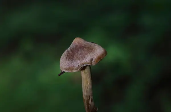 Yerdeki Cortinarius mantarları. Cortinarius 'un ormandaki son derece zehirli ağ kapağı..