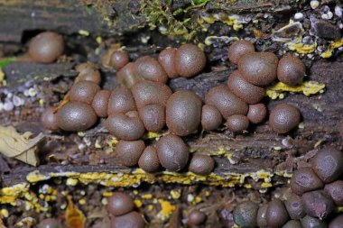 Wolf 's Milk Lycogala epidendrum. Lycogala epidendrum balçık küfü, yaygın olarak kurt sütü olarak bilinir.
