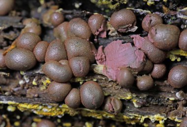 Wolf 's Milk Lycogala epidendrum. Lycogala epidendrum balçık küfü, yaygın olarak kurt sütü olarak bilinir.