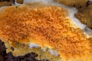 Güzel bir portakal kabuğu mantarı, leucogyrophana yumuşakçaları. Leucogyrophana mollusca leucogyrophana cinsi ve Hygrophoropsidaceae familyasından bir mantar türü..