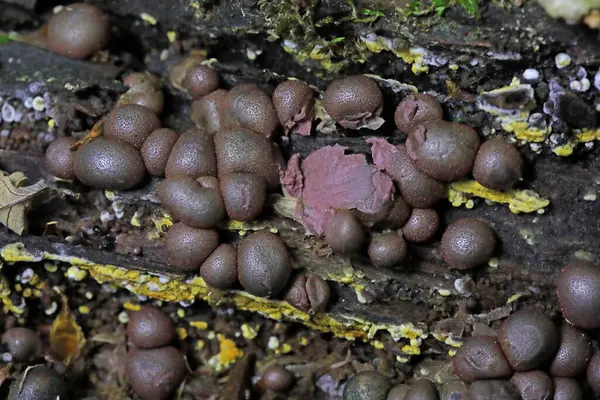 Wolf 's Milk Lycogala epidendrum. Lycogala epidendrum balçık küfü, yaygın olarak kurt sütü olarak bilinir.