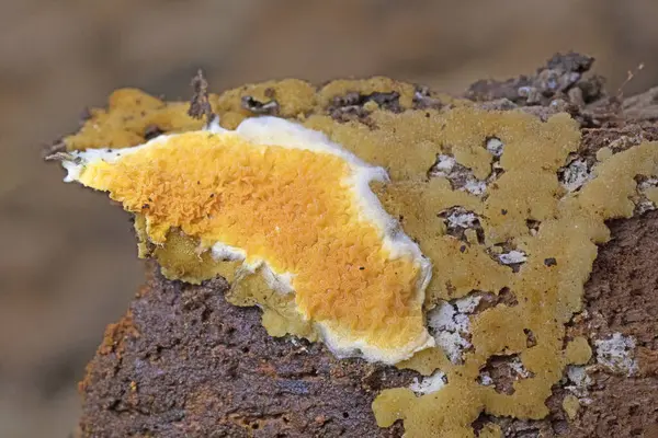 Güzel bir portakal kabuğu mantarı, leucogyrophana yumuşakçaları. Leucogyrophana mollusca leucogyrophana cinsi ve Hygrophoropsidaceae familyasından bir mantar türü..