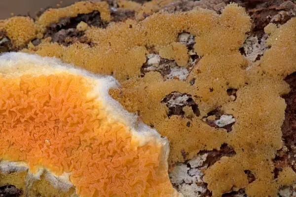 Güzel bir portakal kabuğu mantarı, leucogyrophana yumuşakçaları. Leucogyrophana mollusca leucogyrophana cinsi ve Hygrophoropsidaceae familyasından bir mantar türü..