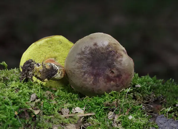 Boletus 'un muhteşem renkli sonbahar ormanlarındaki ayrıntıları. Yenilebilir mantar Xerocomellus pruinatus genellikle mat bolete olarak bilinir yosun ve düşmüş yapraklarla muhteşem renkli sonbahar ormanlarında. 
