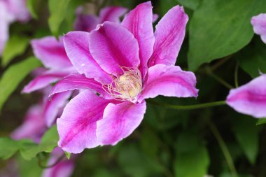 Clematis Dr. Ruppel, özel renkte bir tırmanış bitkisi, pembe. Ruppel, Ranunculaceae ailesinin bir parçası olan çiçeklerle dekoratif bir tırmanma bitkisidir. Yoğun ve dallanmış bir şekilde gelişir..