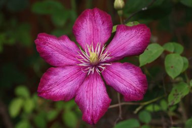 Clematis Ville De Lyon geniş, canlı çiçekleri olan bir klematis türüdür. Bu klematis koyu kırmızı çiçekleri ile ünlüdür, parlak kırmızı ile koyu kırmızı arasında değişebilir.