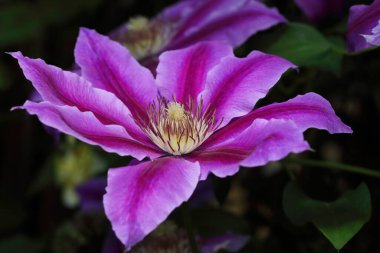 Clematis Dr. Ruppel, özel renkte bir tırmanış bitkisi, pembe. Ruppel, Ranunculaceae ailesinin bir parçası olan çiçeklerle dekoratif bir tırmanma bitkisidir. Yoğun ve dallanmış bir şekilde gelişir..