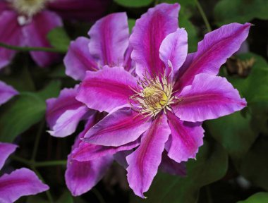Clematis Dr. Ruppel, özel renkte bir tırmanış bitkisi, pembe. Ruppel, Ranunculaceae ailesinin bir parçası olan çiçeklerle dekoratif bir tırmanma bitkisidir. Yoğun ve dallanmış bir şekilde gelişir..