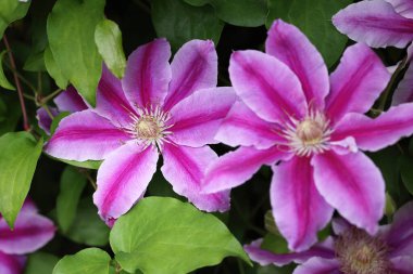 Clematis Dr. Ruppel, özel renkte bir tırmanış bitkisi, pembe. Ruppel, Ranunculaceae ailesinin bir parçası olan çiçeklerle dekoratif bir tırmanma bitkisidir. Yoğun ve dallanmış bir şekilde gelişir..