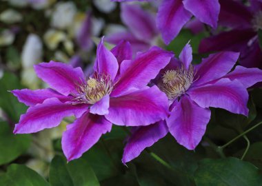 Clematis Dr. Ruppel, özel renkte bir tırmanış bitkisi, pembe. Ruppel, Ranunculaceae ailesinin bir parçası olan çiçeklerle dekoratif bir tırmanma bitkisidir. Yoğun ve dallanmış bir şekilde gelişir..