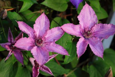 Clematis Hagley Melezi - yıldız şeklinde muhteşem çiçekler, açık pembe bir istiridye gibi, yeni açıldıklarında koyu pembe bir şerit gösterir, soluk pembe-mor renge dönüşürler..
