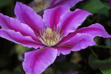 Clematis Dr. Ruppel, özel renkte bir tırmanış bitkisi, pembe. Ruppel, Ranunculaceae ailesinin bir parçası olan çiçeklerle dekoratif bir tırmanma bitkisidir. Yoğun ve dallanmış bir şekilde gelişir..
