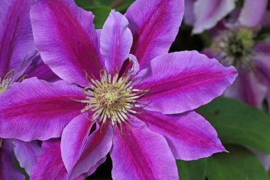 Clematis Dr. Ruppel, özel renkte bir tırmanış bitkisi, pembe. Ruppel, Ranunculaceae ailesinin bir parçası olan çiçeklerle dekoratif bir tırmanma bitkisidir. Yoğun ve dallanmış bir şekilde gelişir..