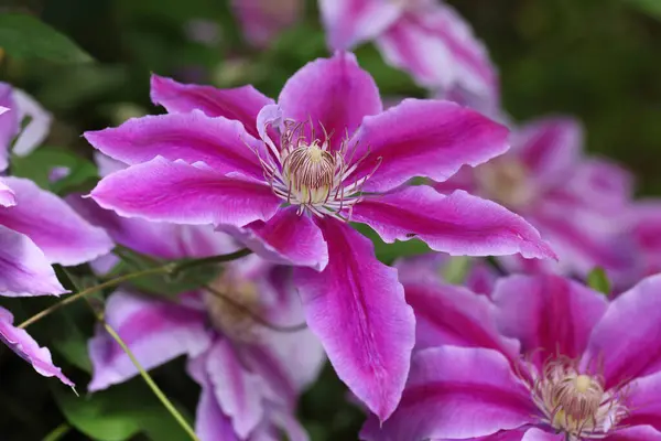 Clematis Dr. Ruppel, özel renkte bir tırmanış bitkisi, pembe. Ruppel, Ranunculaceae ailesinin bir parçası olan çiçeklerle dekoratif bir tırmanma bitkisidir. Yoğun ve dallanmış bir şekilde gelişir..