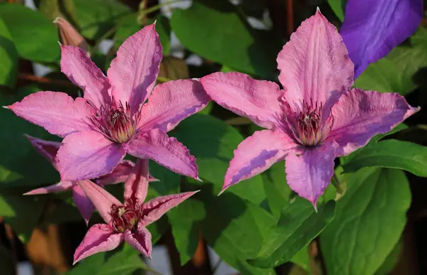Clematis Hagley Melezi - yıldız şeklinde muhteşem çiçekler, açık pembe bir istiridye gibi, yeni açıldıklarında koyu pembe bir şerit gösterir, soluk pembe-mor renge dönüşürler..