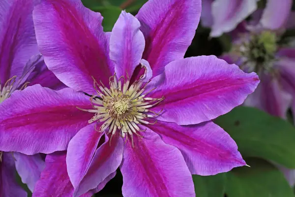 Clematis Dr. Ruppel, özel renkte bir tırmanış bitkisi, pembe. Ruppel, Ranunculaceae ailesinin bir parçası olan çiçeklerle dekoratif bir tırmanma bitkisidir. Yoğun ve dallanmış bir şekilde gelişir..