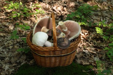 Ormanın armağanları. Mantarlı sepet agaricus campestris, agaricus arvensis ve farklı russula türleri, russula siyanoksantha, russula virescens