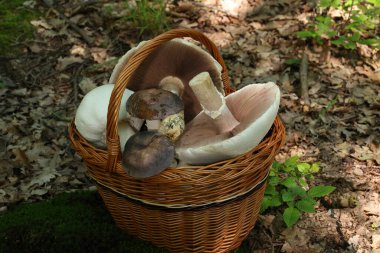 Ormanın armağanları. Mantarlı sepet agaricus campestris, agaricus arvensis ve farklı russula türleri, russula siyanoksantha, russula virescens
