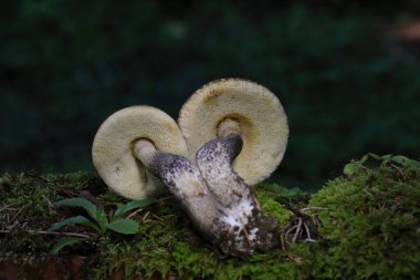 Ormanda büyüyen mantarlar. Yenebilir mantarlar Leccinellum psödoscabrum Romanya ormanlarında çekildi, yaz mevsimi.