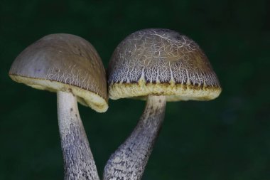 Leccinellum psödoscabrum mantarları detaylı fotoğraf. Romanya ve Avrupa ormanlarında büyüyen mantarlar.