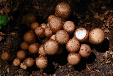 Agaricus bohusii - Medusas mantarı. Yaygın adını sergilediği büyüme alışkanlığından alan kırmızı lekeli bir Agaricus. Meyve kozalakları Medusas yılan tüylerine benzer.