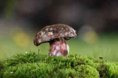 Neoboletus praestigiator (Scarlet Bolete), Boletus cinsinin mantarları üzerinde büyüyen parazit ascomycete mantarı olan hipomyces chrysospermus tarafından parazit haline getirilerek etkilenen konağı toz ve küf benzeri bir kaplamayla kaplamaktadır.