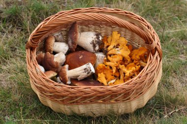Yenilebilir mantarlı sepet Boletus edulis ve Cantharellus cibarius. İki lezzetli mantar..