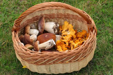 Yenilebilir mantarlı sepet Boletus edulis ve Cantharellus cibarius. İki lezzetli mantar..