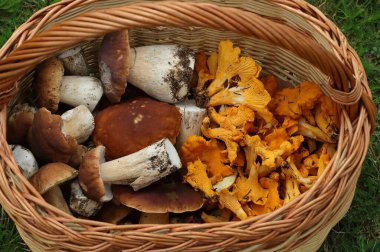 Yenilebilir mantarlı sepet Boletus edulis ve Cantharellus cibarius. İki lezzetli mantar..