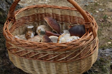 Bir sepet dolusu yenilebilir orman mantarı boletus edulis ve boletus pinophilus kral bolet olarak bilinir. Ormanda mantar porcini..