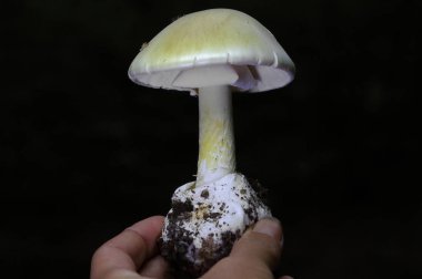 Amanita falloides bilinen en zehirli mantarlardan biridir. Tahminlere göre bir mantarın yarısı bile yetişkin bir insanı öldürmeye yetecek kadar toksin içerir.