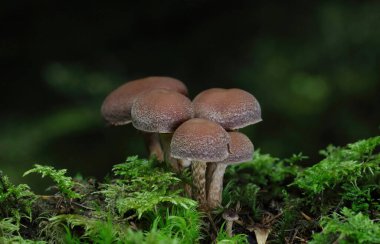 Tubaria konfragosa, Tubariaceae familyasından bir mantar türüdür. Yakın kuzeni Tubaria furfurfuracea gibi, Tubaria konfragosa da sık sık odun parçaları üzerinde meyve verir..