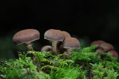 Tubaria konfragosa, Tubariaceae familyasından bir mantar türüdür. Yakın kuzeni Tubaria furfurfuracea gibi, Tubaria konfragosa da sık sık odun parçaları üzerinde meyve verir..