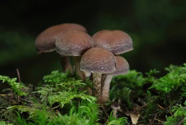 Tubaria konfragosa, Tubariaceae familyasından bir mantar türüdür. Yakın kuzeni Tubaria furfurfuracea gibi, Tubaria konfragosa da sık sık odun parçaları üzerinde meyve verir..