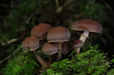 Tubaria konfragosa, Tubariaceae familyasından bir mantar türüdür. Yakın kuzeni Tubaria furfurfuracea gibi, Tubaria konfragosa da sık sık odun parçaları üzerinde meyve verir..