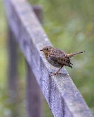 Minicik tatlı çalıkuşu kameraya merakla bakıyor.