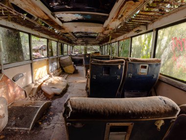 Yeşil yosunlu nemli ormanda terk edilmiş eski paslı arabalar.