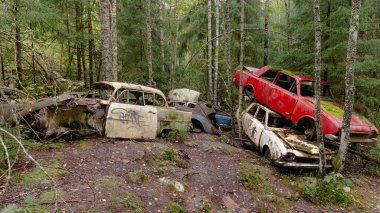 Yeşil yosunlu nemli ormanda terk edilmiş eski paslı arabalar.