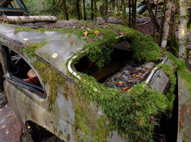 Yeşil yosunlu nemli ormanda terk edilmiş eski paslı arabalar.