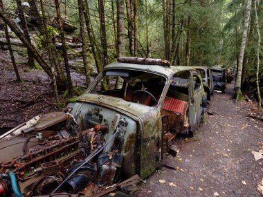 Yeşil yosunlu nemli ormanda terk edilmiş eski paslı arabalar.