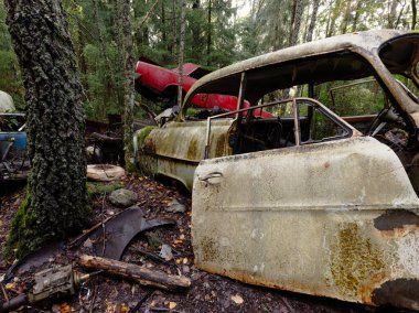 Yeşil yosunlu nemli ormanda terk edilmiş eski paslı arabalar.