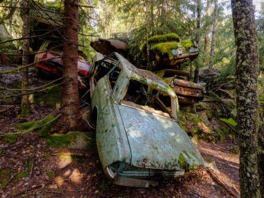 Yeşil yosunlu nemli ormanda terk edilmiş eski paslı arabalar.