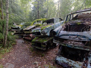 Yeşil yosunlu nemli ormanda terk edilmiş eski paslı arabalar.