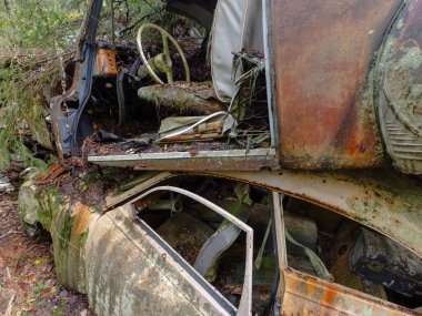 Yeşil yosunlu nemli ormanda terk edilmiş eski paslı arabalar.