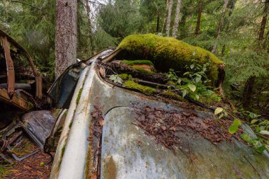 Yeşil yosunlu nemli ormanda terk edilmiş eski paslı arabalar.