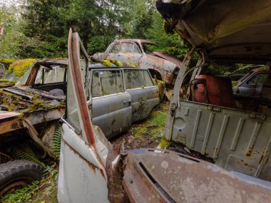 Yeşil yosunlu nemli ormanda terk edilmiş eski paslı arabalar.